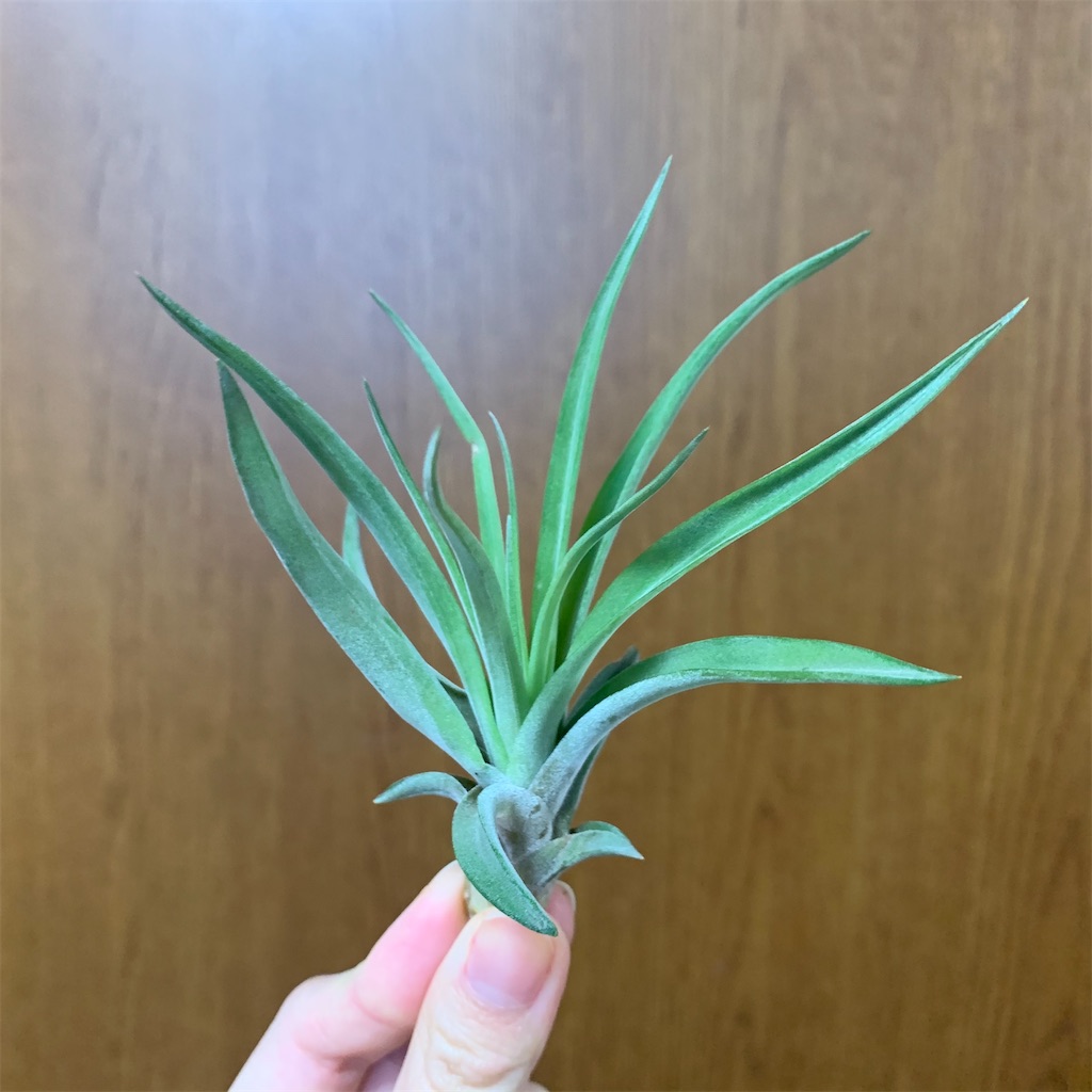 f:id:encyclopediaofweeds:20200125003930j:image