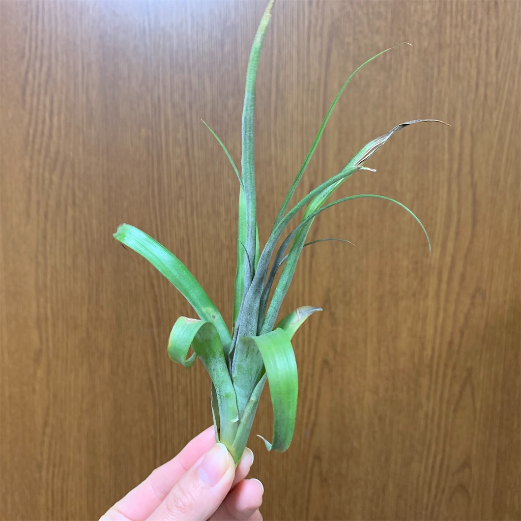 f:id:encyclopediaofweeds:20200125004005j:image