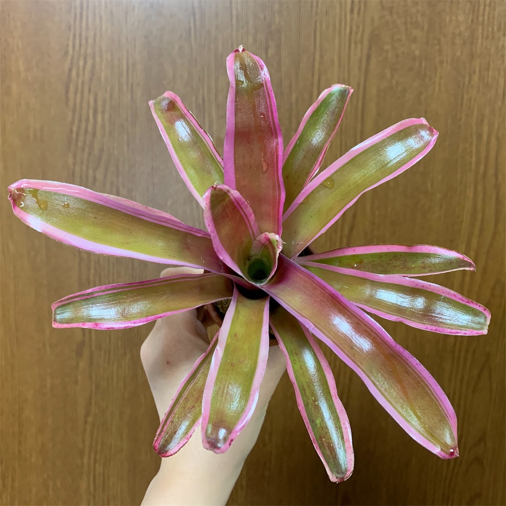 f:id:encyclopediaofweeds:20200125004348j:image