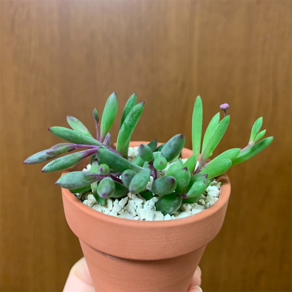 f:id:encyclopediaofweeds:20200125090204j:image