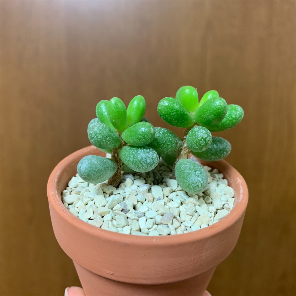 f:id:encyclopediaofweeds:20200129000600j:image