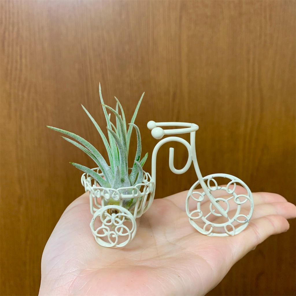 f:id:encyclopediaofweeds:20200130231616j:image