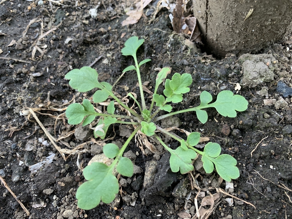 f:id:encyclopediaofweeds:20200203210607j:plain