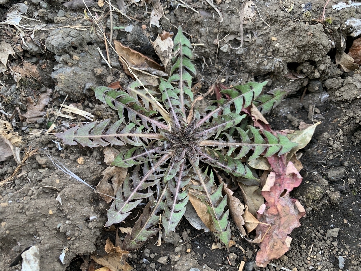 f:id:encyclopediaofweeds:20200203210729j:plain f:id:encyclopediaofweeds:20200203210729j:plain
