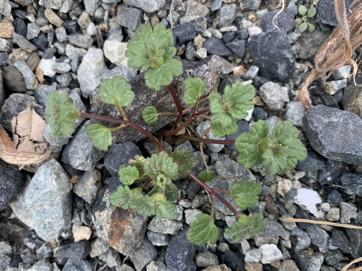 f:id:encyclopediaofweeds:20200203210842j:plain f:id:encyclopediaofweeds:20200203210842j:plain