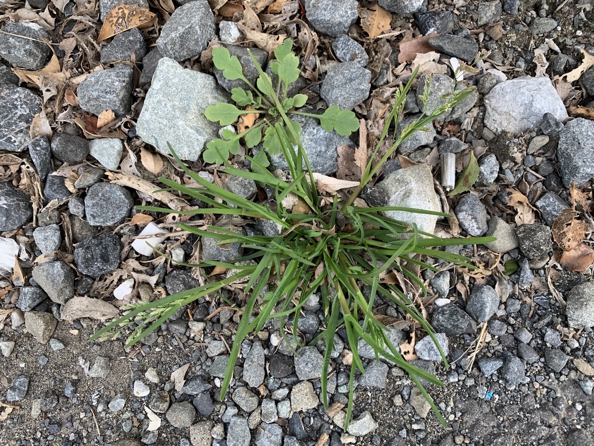 f:id:encyclopediaofweeds:20200203211010j:plain f:id:encyclopediaofweeds:20200203211010j:plain