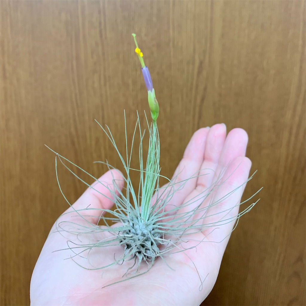 f:id:encyclopediaofweeds:20200207043924j:image