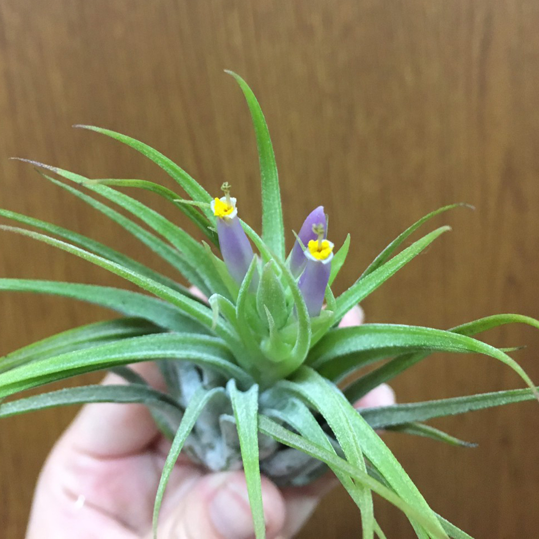 f:id:encyclopediaofweeds:20200207050436j:plain