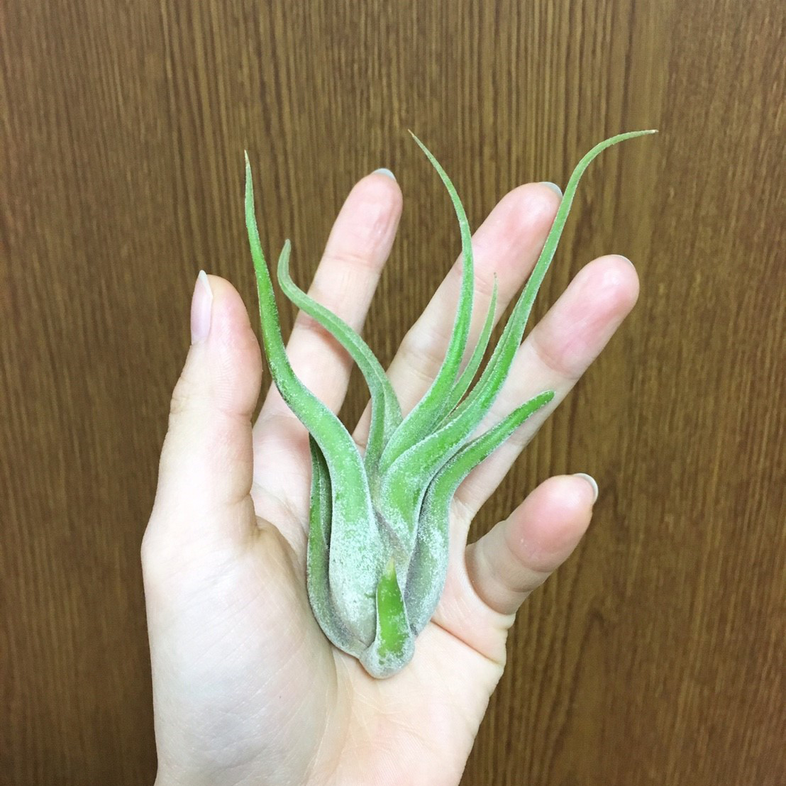 f:id:encyclopediaofweeds:20200207050511j:plain