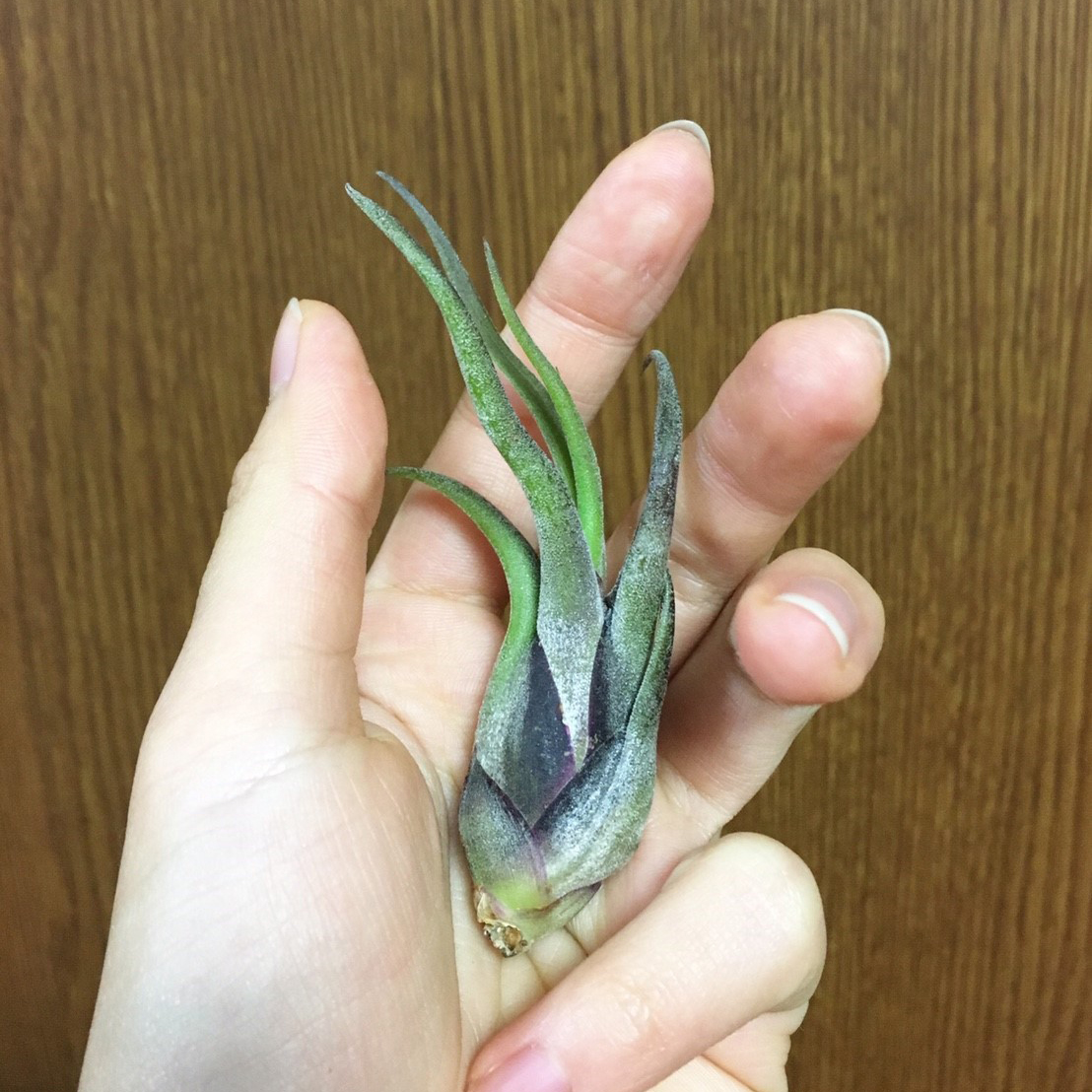 f:id:encyclopediaofweeds:20200207050514j:plain