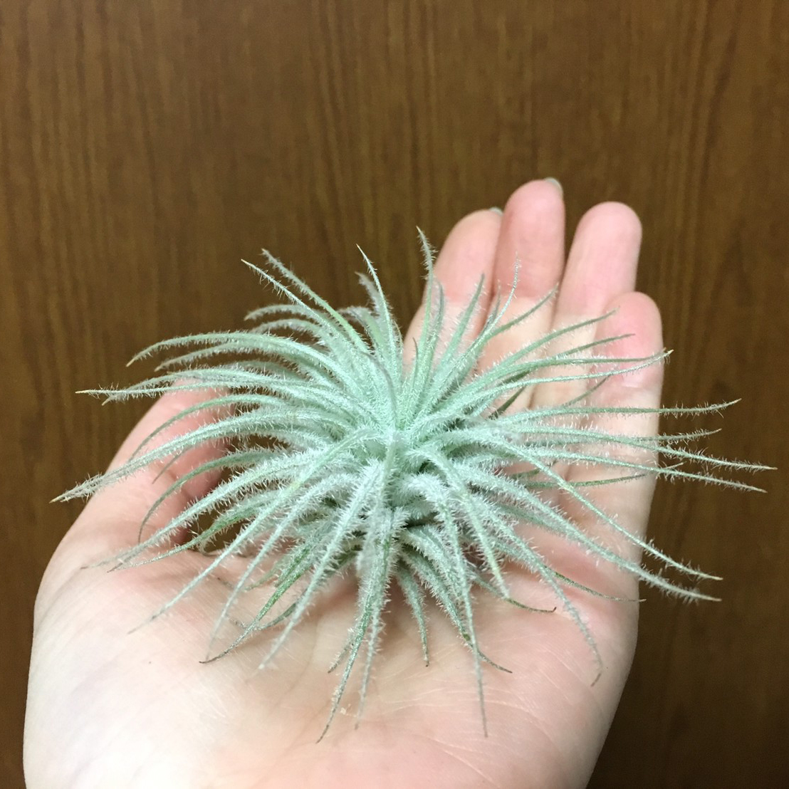 f:id:encyclopediaofweeds:20200207050551j:plain