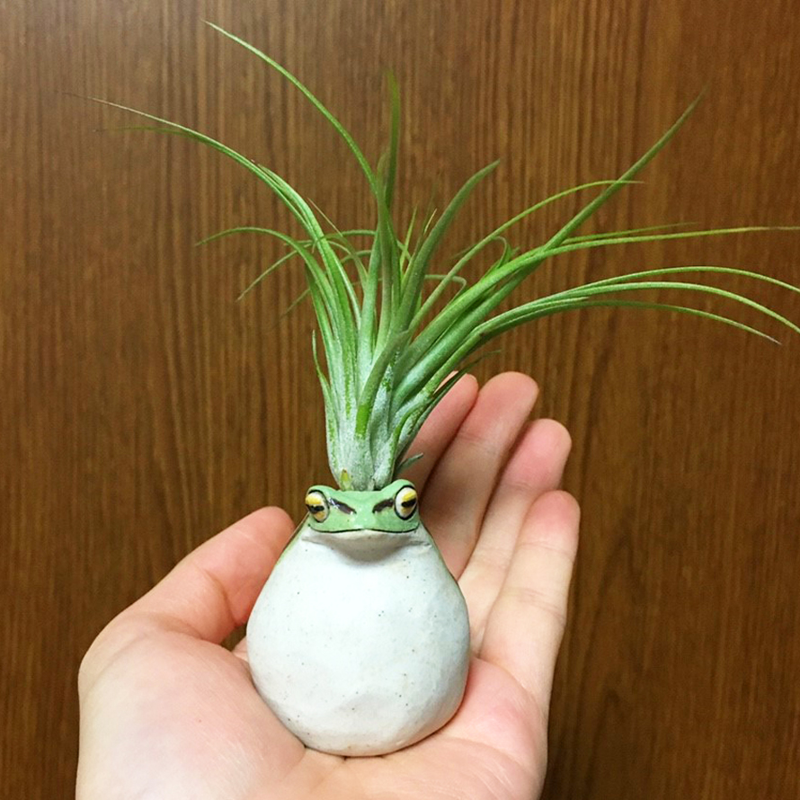 f:id:encyclopediaofweeds:20200207050635j:plain