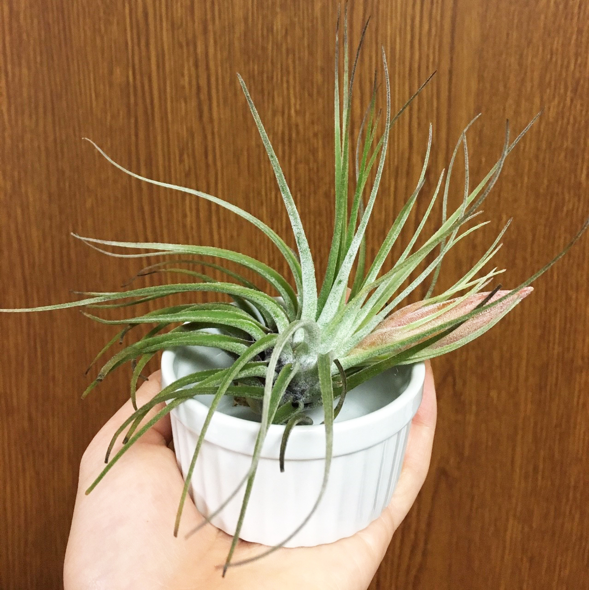 f:id:encyclopediaofweeds:20200207050717j:plain