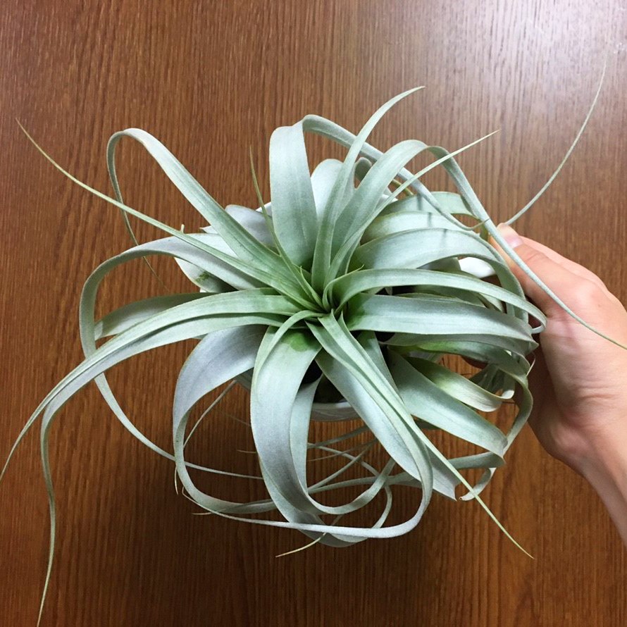 f:id:encyclopediaofweeds:20200207050831j:plain