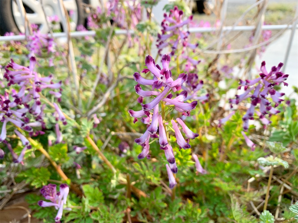 f:id:encyclopediaofweeds:20200207063900j:plain