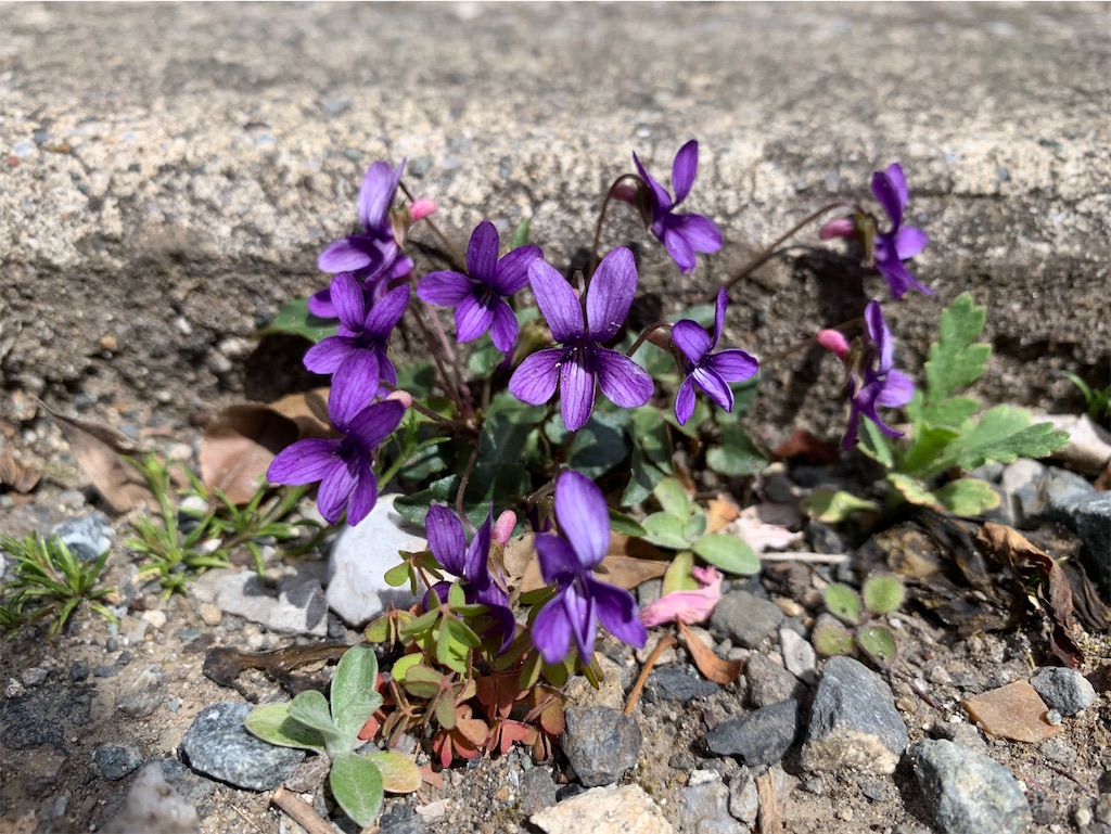 f:id:encyclopediaofweeds:20200207064311j:plain