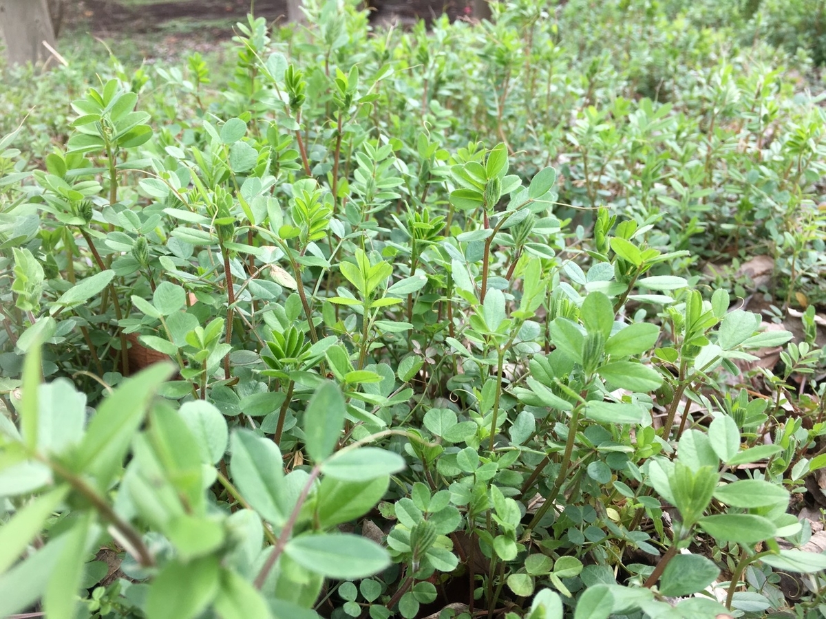 f:id:encyclopediaofweeds:20200207073649j:plain