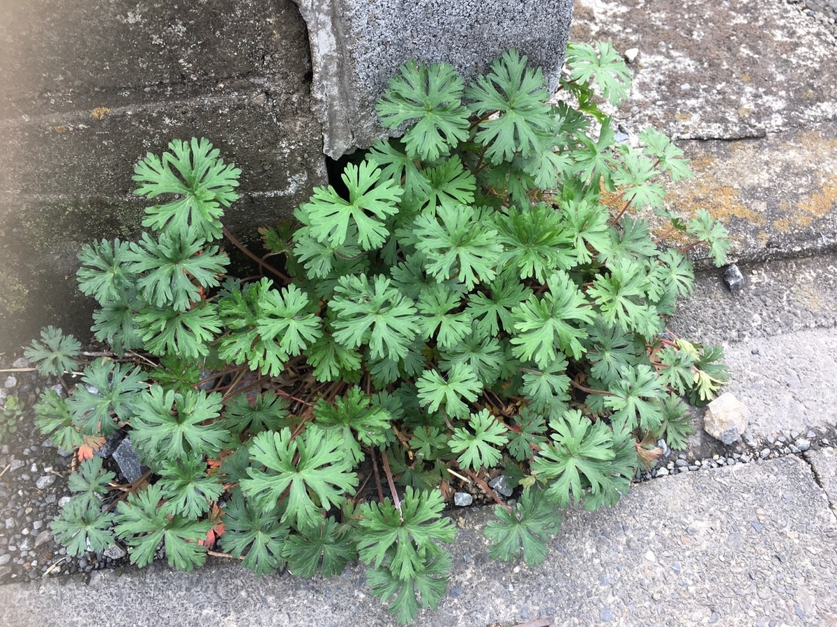 f:id:encyclopediaofweeds:20200207073752j:plain