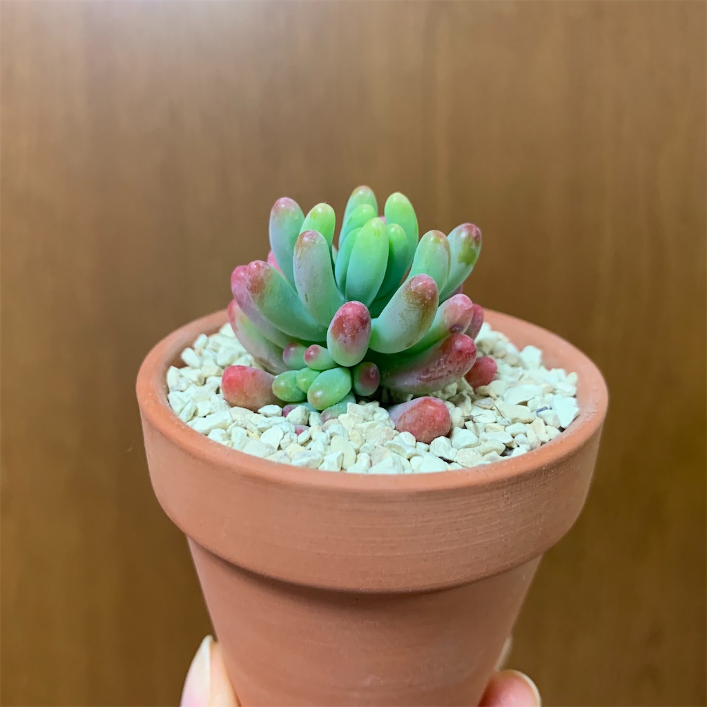 f:id:encyclopediaofweeds:20200208015043j:image
