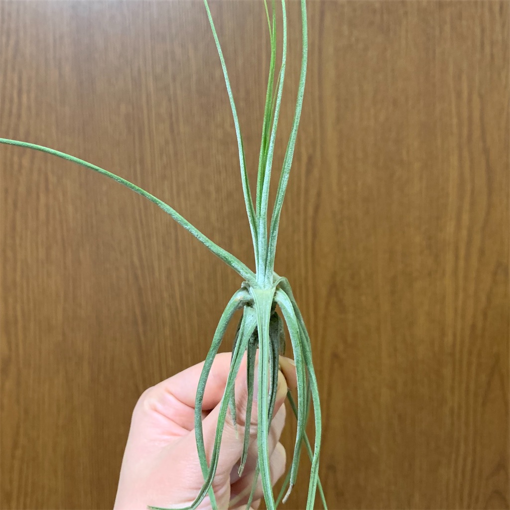 f:id:encyclopediaofweeds:20200208023901j:image