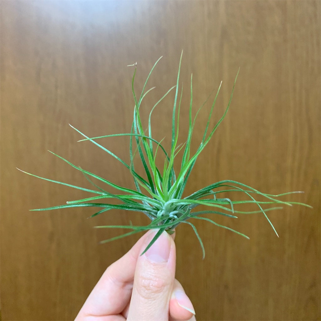 f:id:encyclopediaofweeds:20200208023919j:image