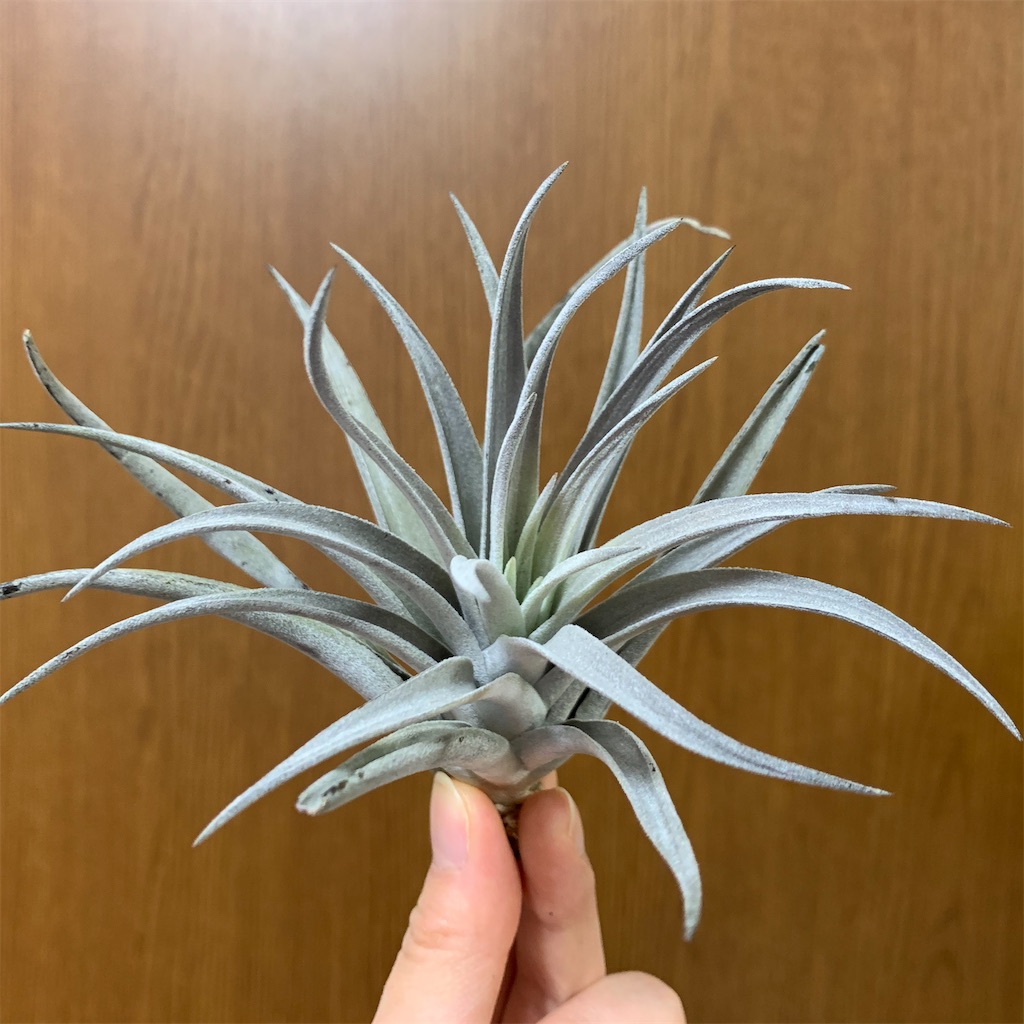 f:id:encyclopediaofweeds:20200208025904j:image