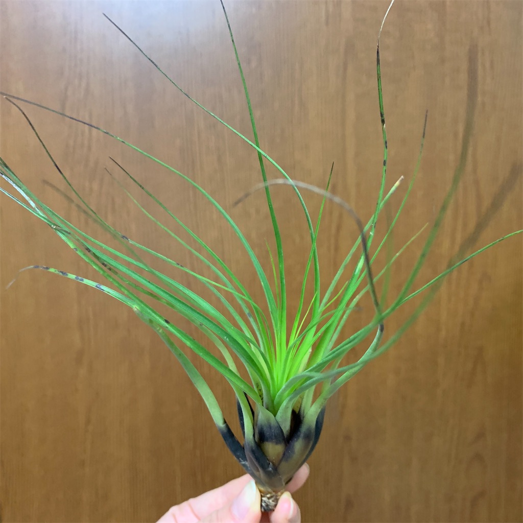 f:id:encyclopediaofweeds:20200208025956j:image