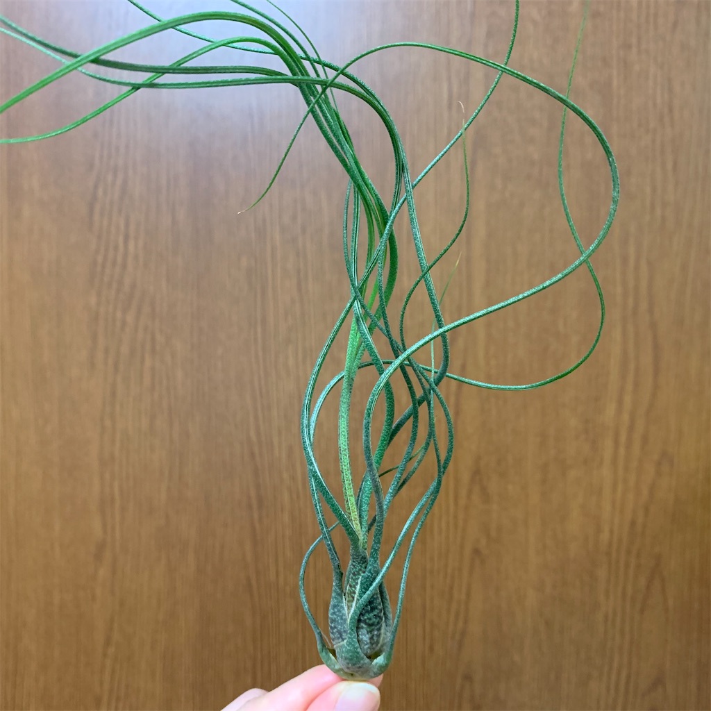 f:id:encyclopediaofweeds:20200208030016j:image