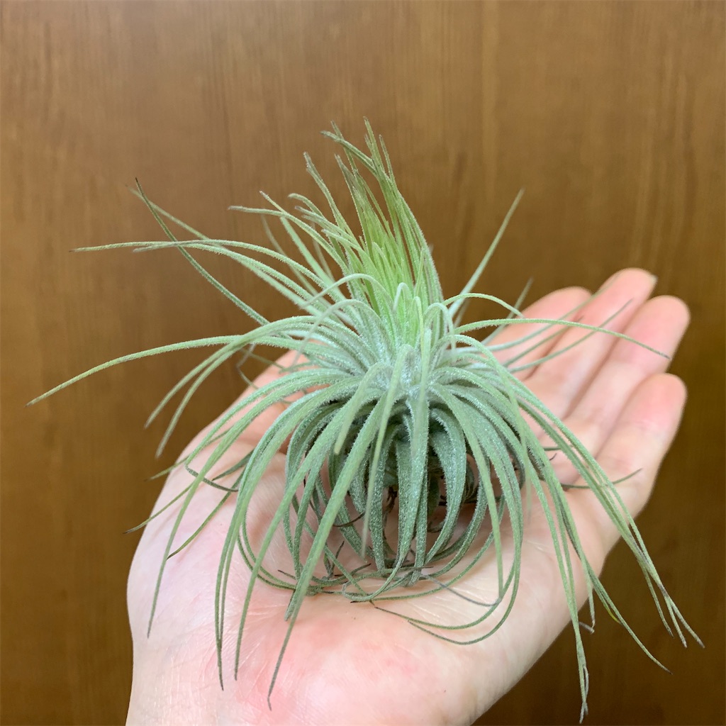 f:id:encyclopediaofweeds:20200208030141j:image