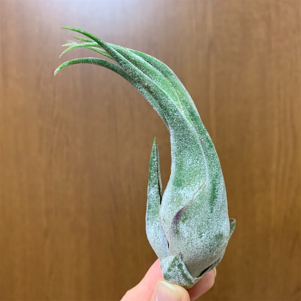 f:id:encyclopediaofweeds:20200208030245j:image