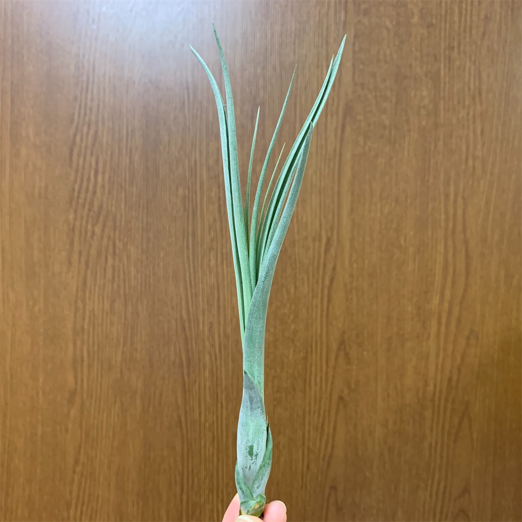 f:id:encyclopediaofweeds:20200208030433j:image