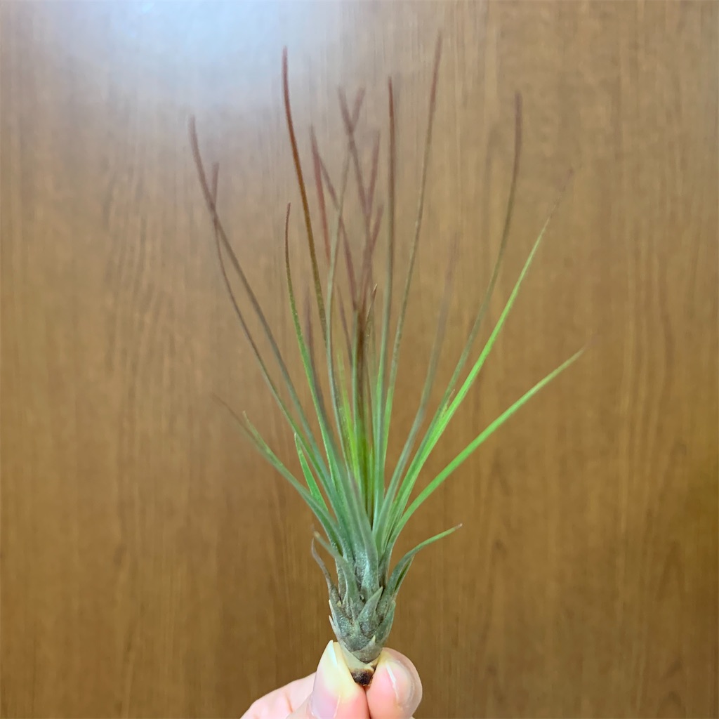 f:id:encyclopediaofweeds:20200208030505j:image