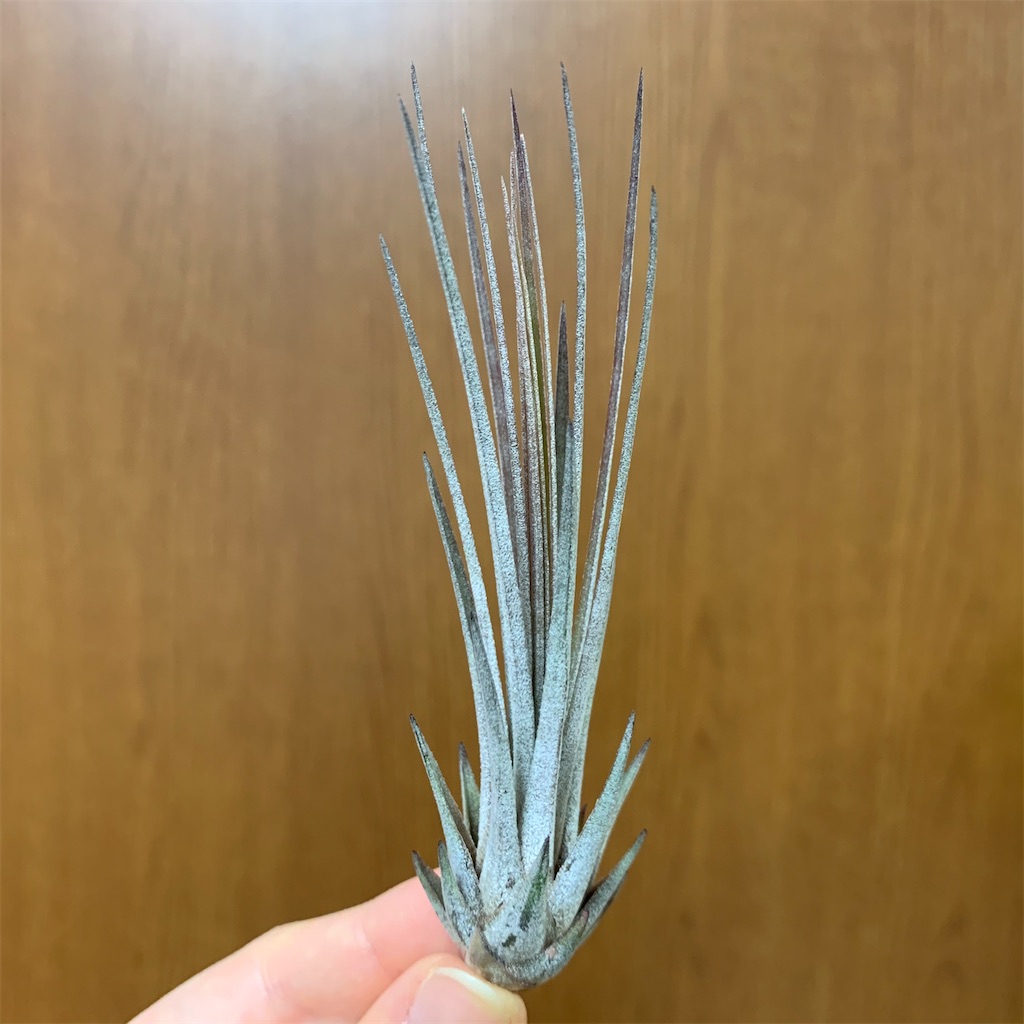 f:id:encyclopediaofweeds:20200208030532j:image