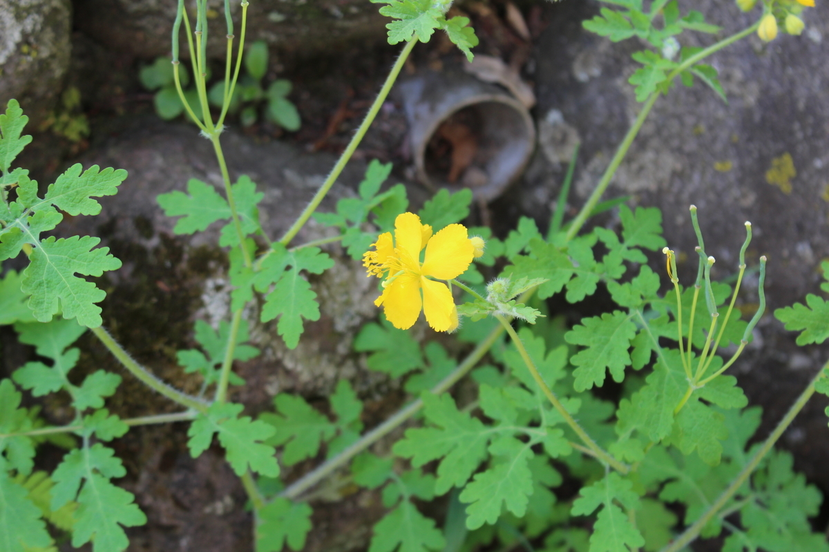 f:id:encyclopediaofweeds:20200212220131j:plain