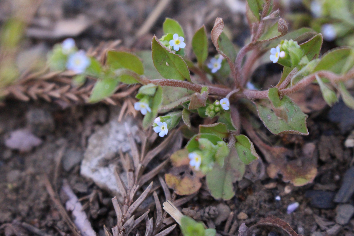 f:id:encyclopediaofweeds:20200212220650j:plain