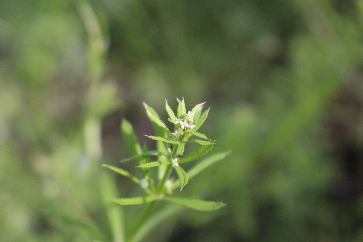 f:id:encyclopediaofweeds:20200212221712j:plain