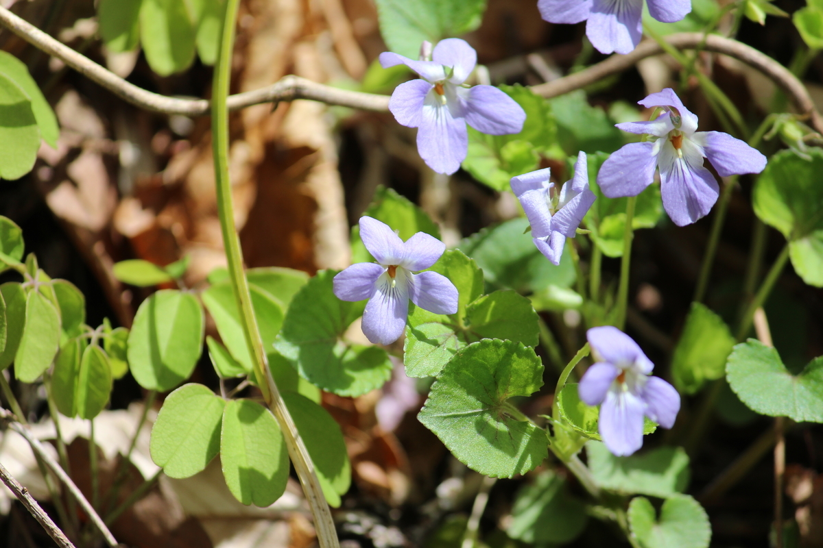 f:id:encyclopediaofweeds:20200212230630j:plain
