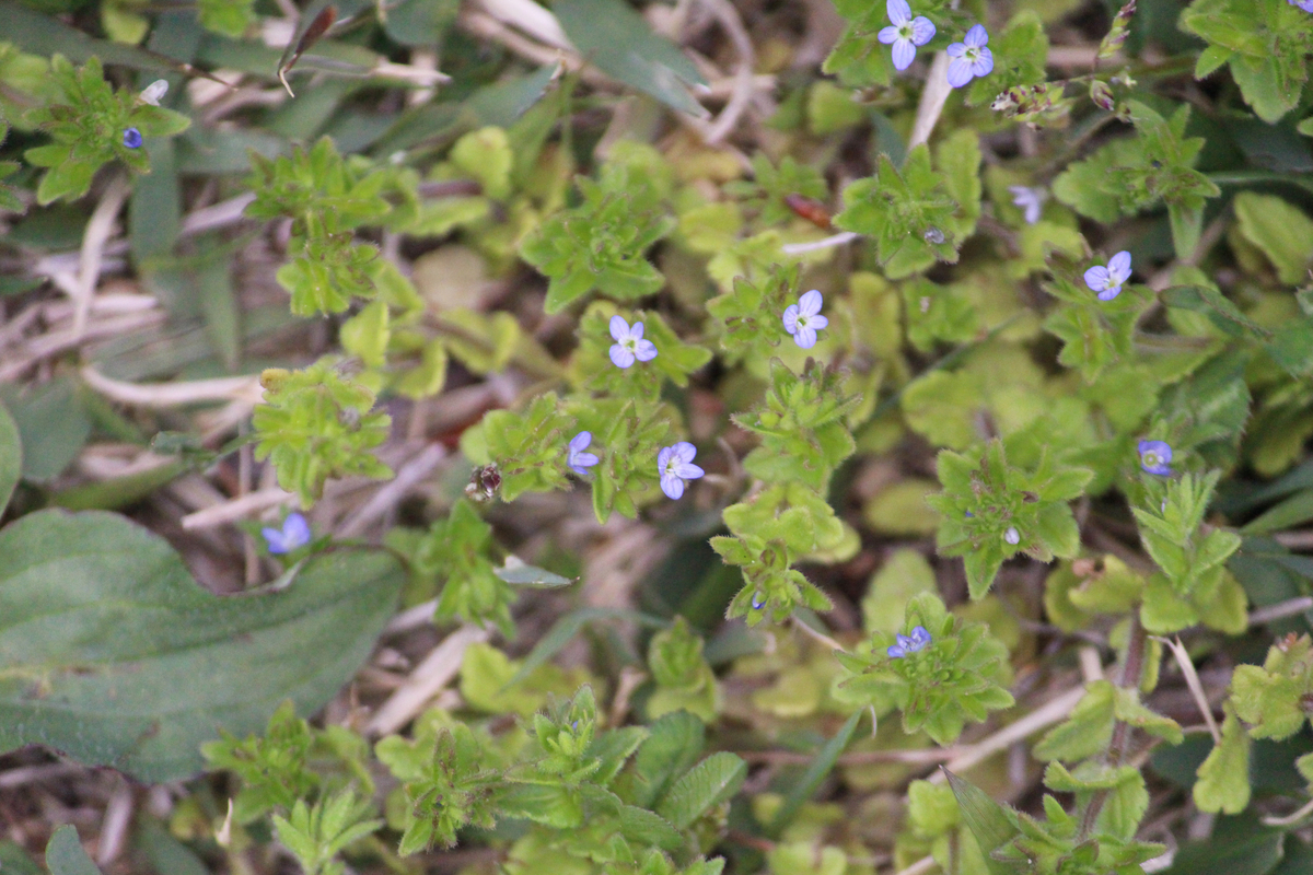 f:id:encyclopediaofweeds:20200212231824j:plain