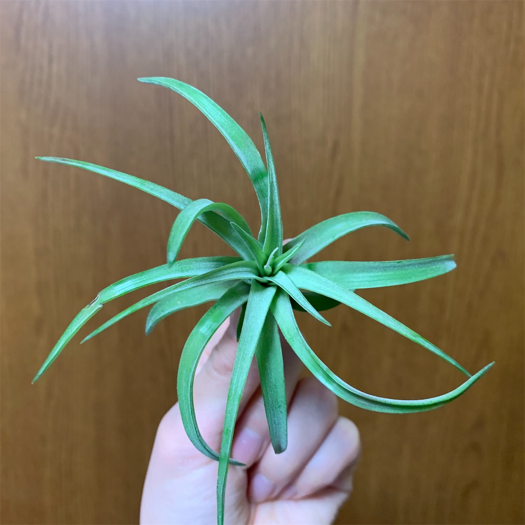 f:id:encyclopediaofweeds:20200219003539j:image