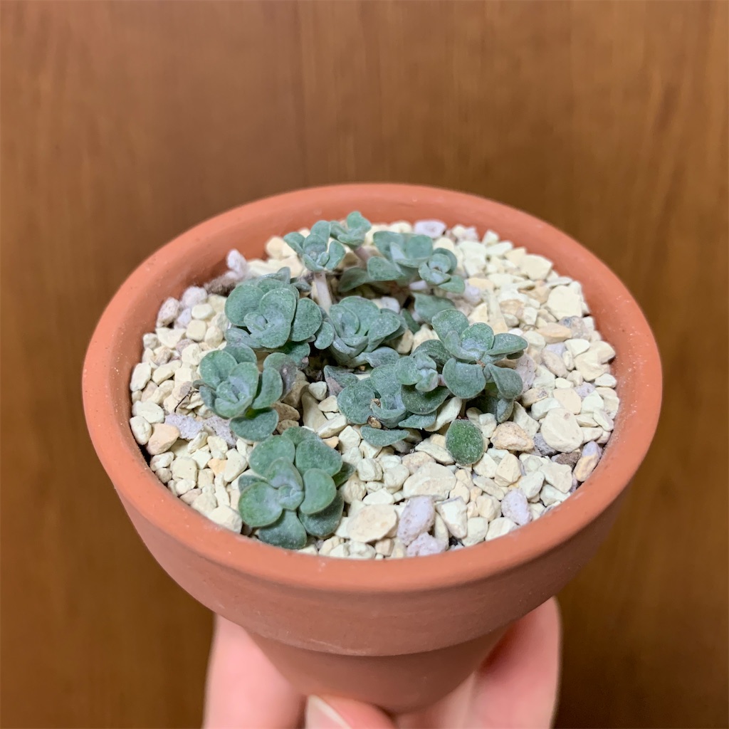f:id:encyclopediaofweeds:20200219013817j:image
