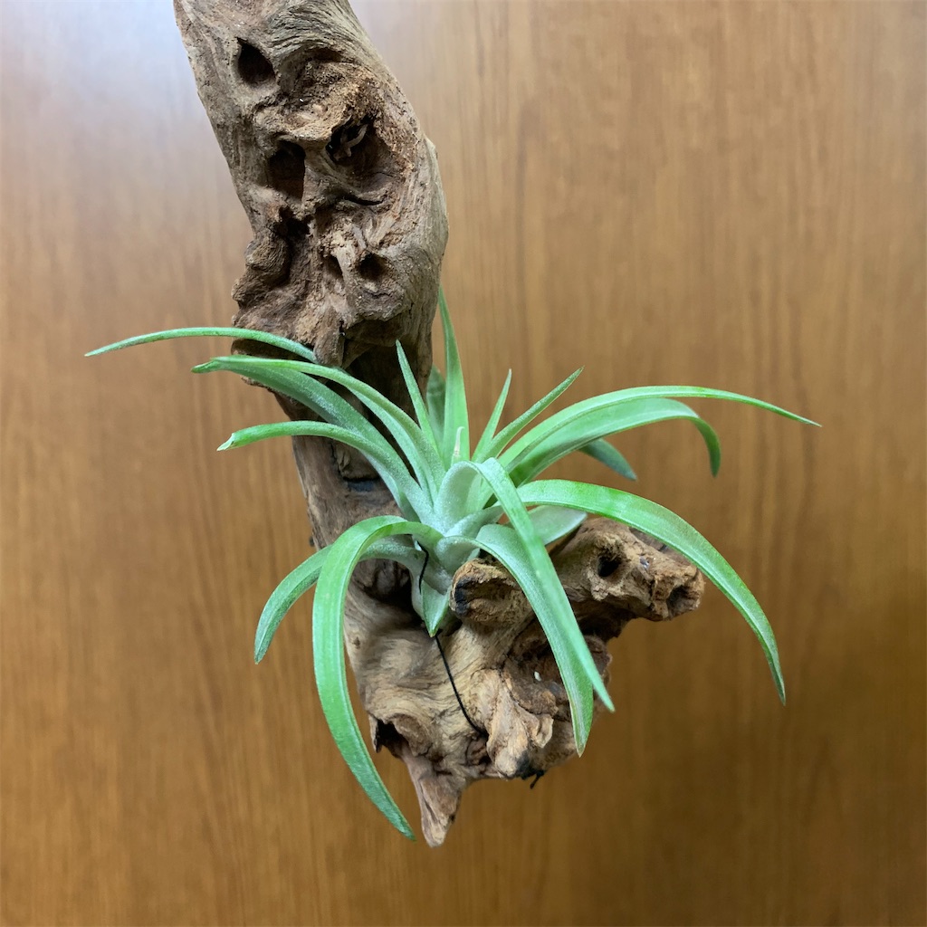 f:id:encyclopediaofweeds:20200220091617j:image