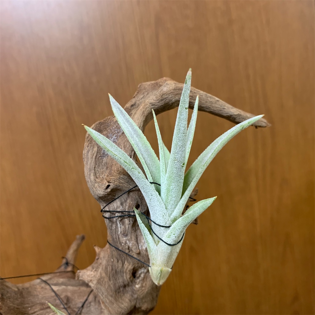 f:id:encyclopediaofweeds:20200220091726j:image