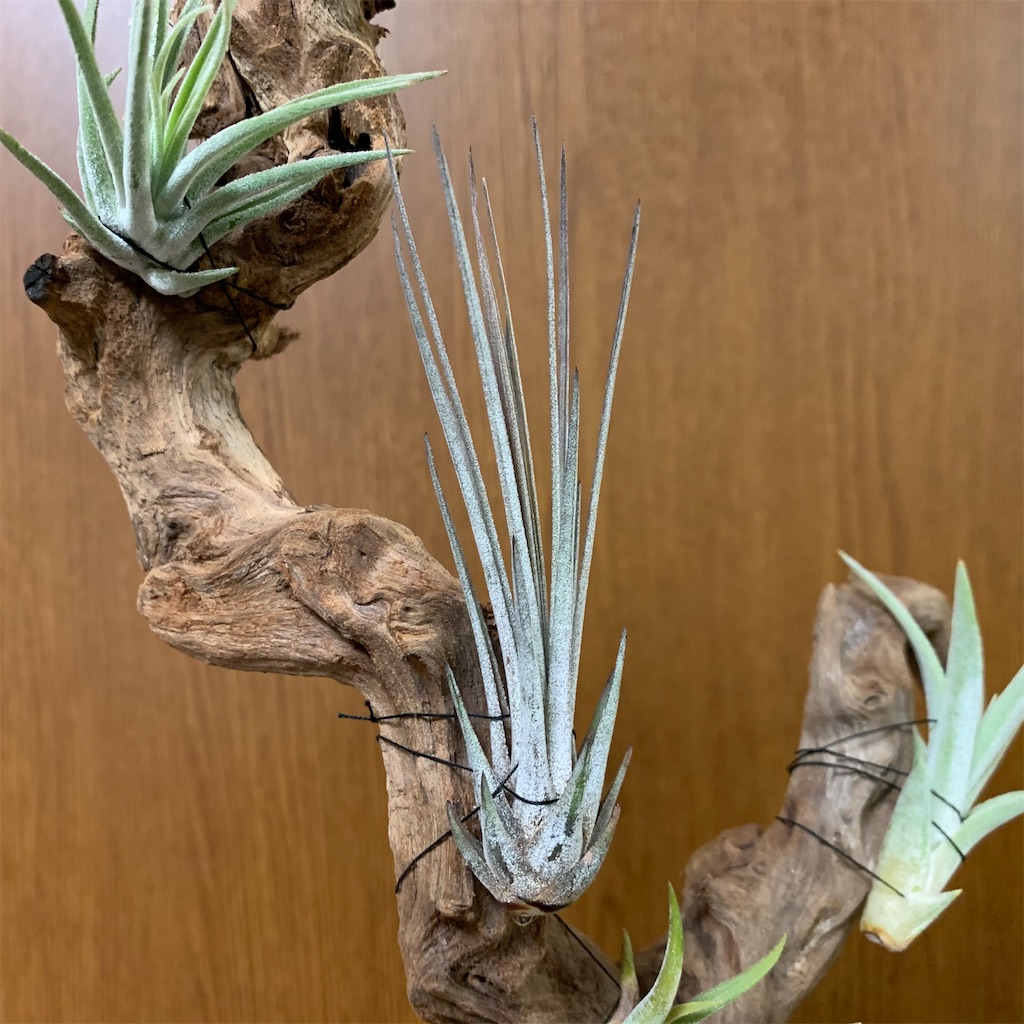 f:id:encyclopediaofweeds:20200220091749j:image