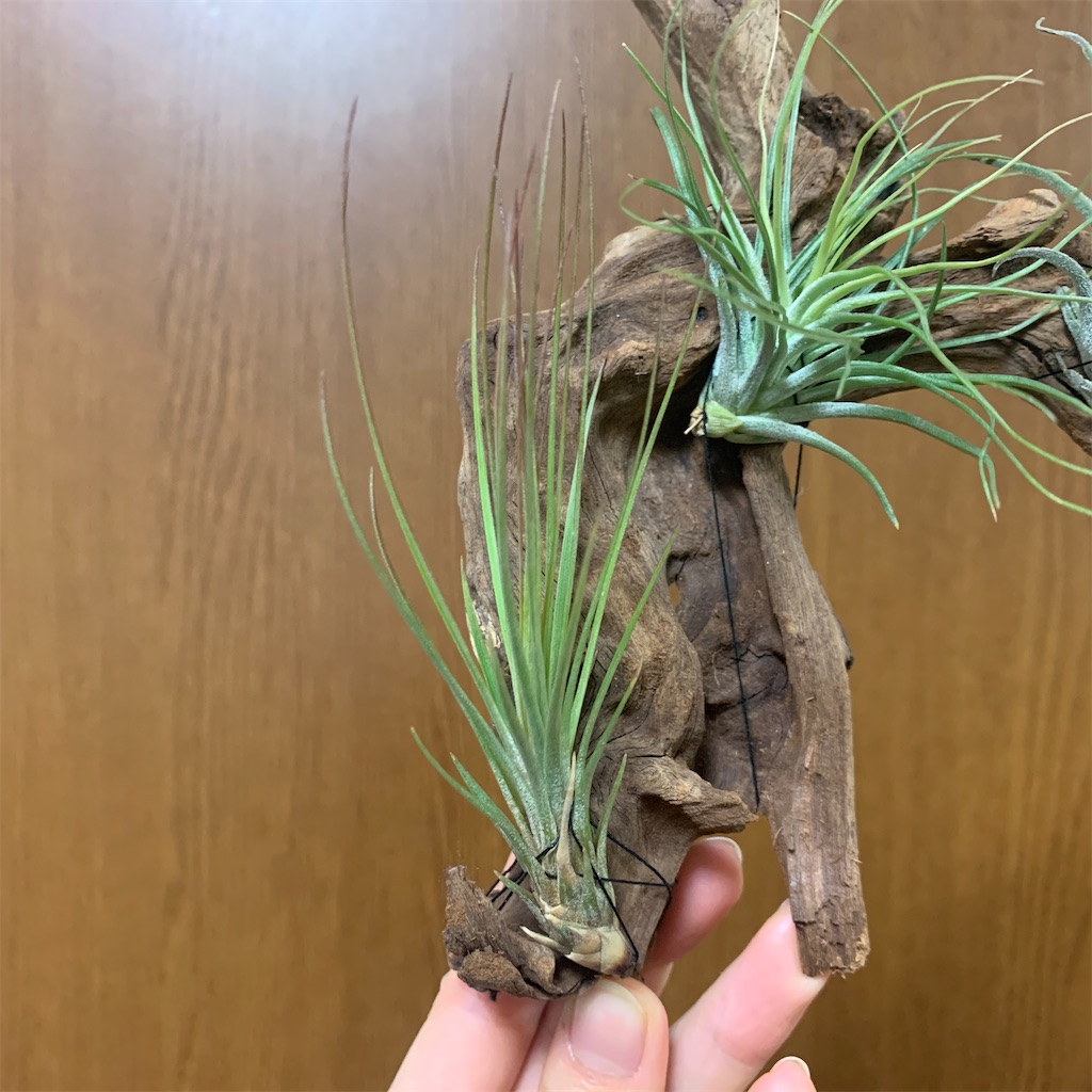 f:id:encyclopediaofweeds:20200220091759j:image