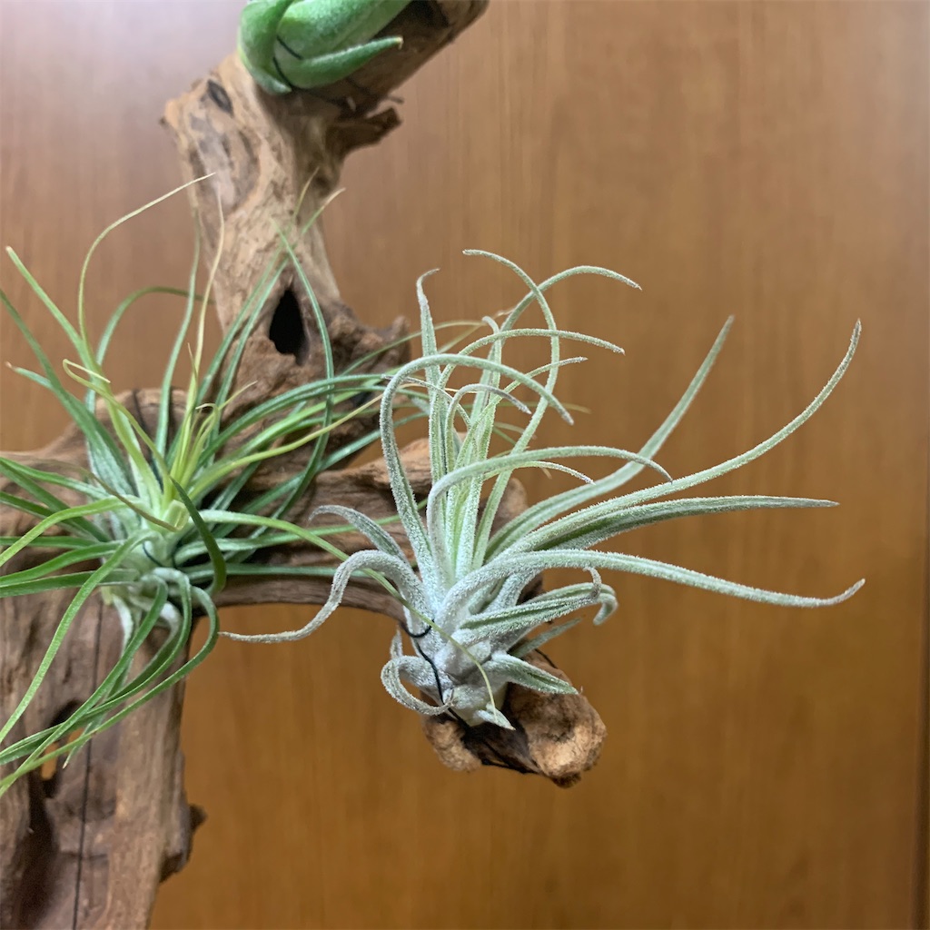 f:id:encyclopediaofweeds:20200220091847j:image