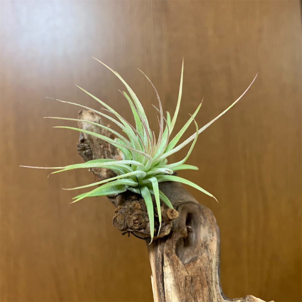 f:id:encyclopediaofweeds:20200220091938j:image