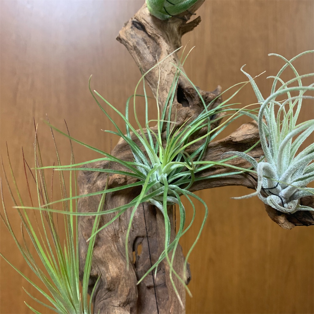 f:id:encyclopediaofweeds:20200220092030j:image