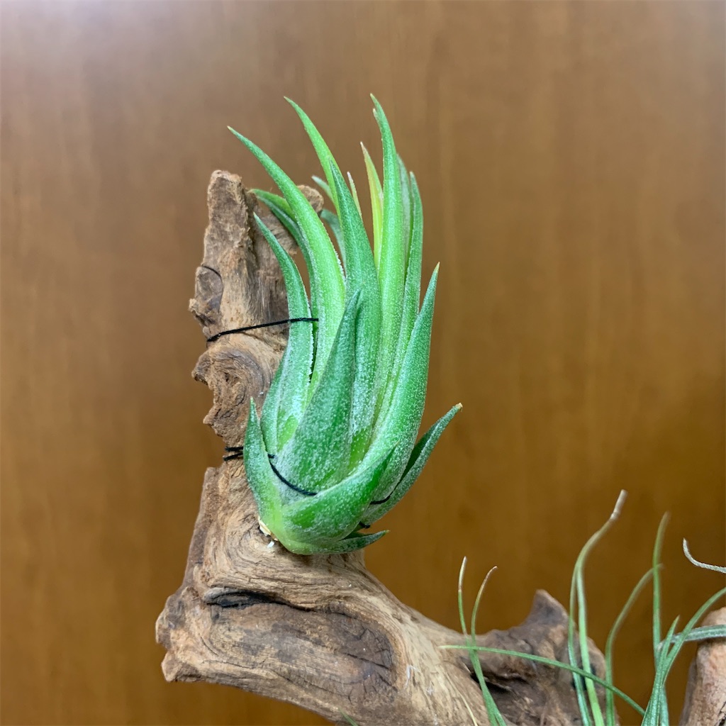 f:id:encyclopediaofweeds:20200220092053j:image