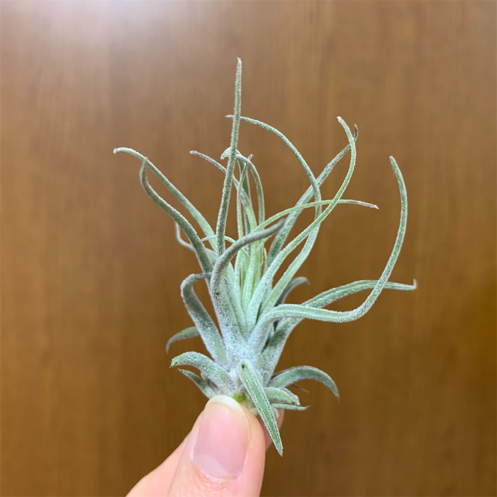f:id:encyclopediaofweeds:20200220092403j:image