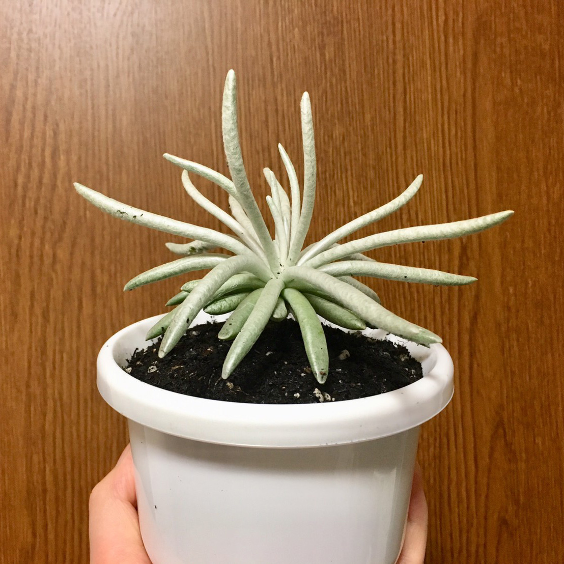 f:id:encyclopediaofweeds:20200221002027j:plain